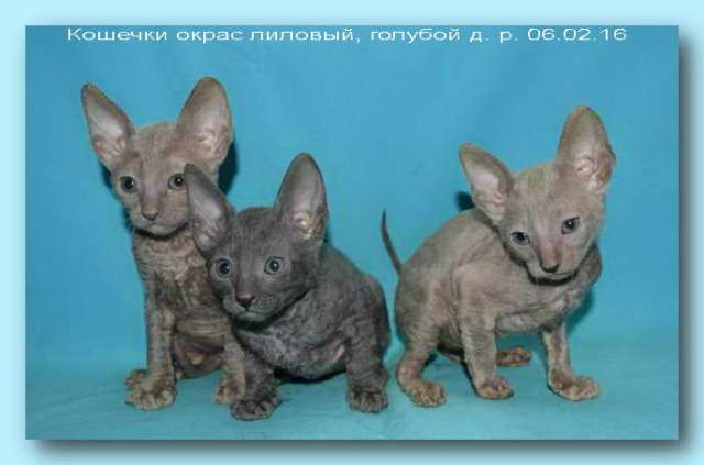 Корниш рекс - кудрявые котята. Корниш рекс - кудрявые котята.