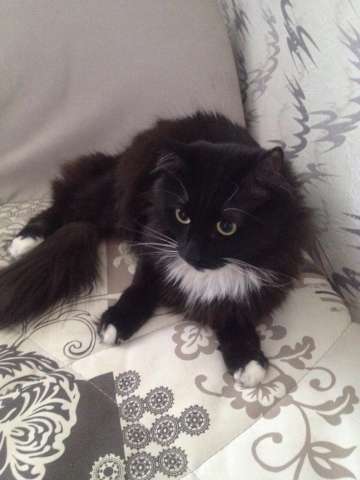 Котик в добрые руки Котик в добрые руки