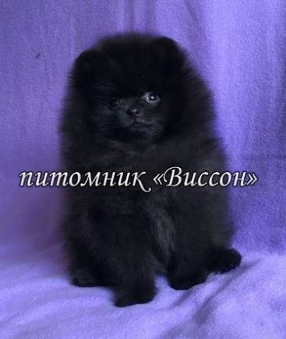 Детки померанского шпица, продажа Детки померанского шпица, продажа