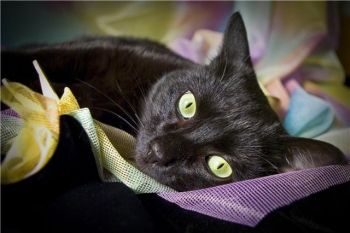 Черная кошка для ценителей настоящей красоты! Черная кошка для ценителей настоящей красоты!