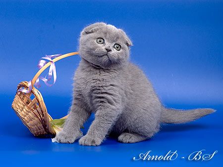 ШОТЛАНДСКИЕ ПЛЮШЕВЫЕ КОТЯТА - вислоухие и прямоухие. ШОТЛАНДСКИЕ ПЛЮШЕВЫЕ КОТЯТА - вислоухие и прямоухие.