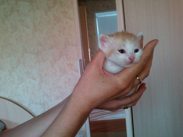 котята ищут семью котята ищут семью