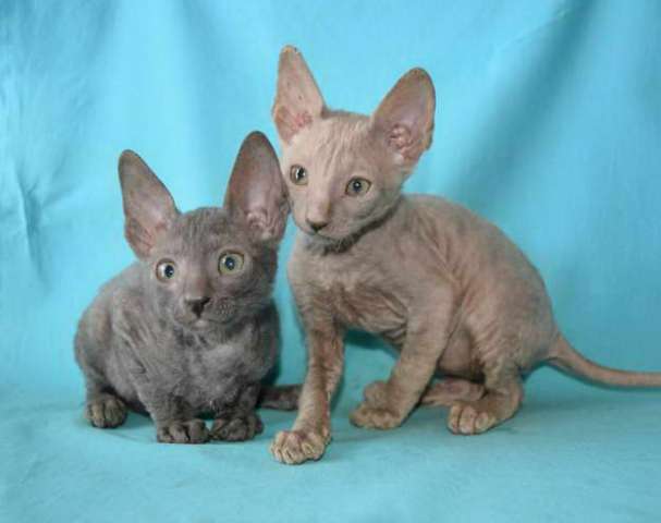 Корниш рекс - кудрявые котята. Корниш рекс - кудрявые котята.