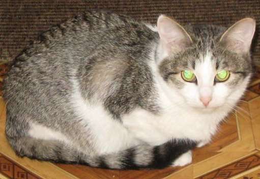 Молоденький котик по имени Джерик ищет свой дом. Молоденький котик по имени Джерик ищет свой дом.