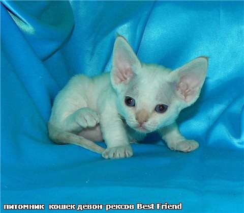 Девон-рекс котёнок с средким окрасом в Москве. Девон-рекс котёнок с средким окрасом в Москве.