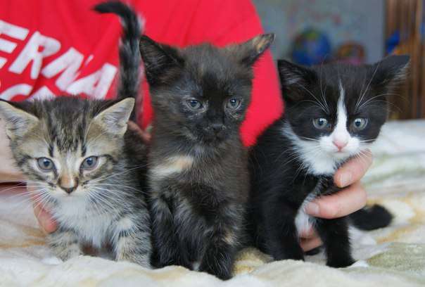 Три сказочных котенка 1 мес в дар! Три сказочных котенка 1 мес в дар!