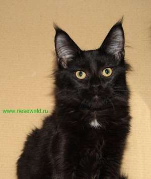 Котята Мейн кун Котята Мейн кун
