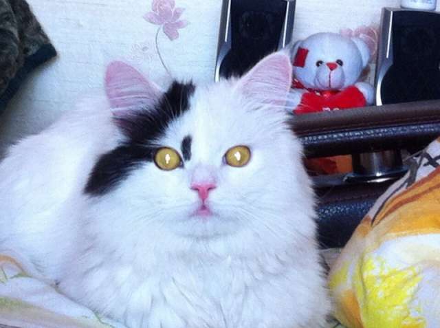 Отдам в дар кота Отдам в дар кота