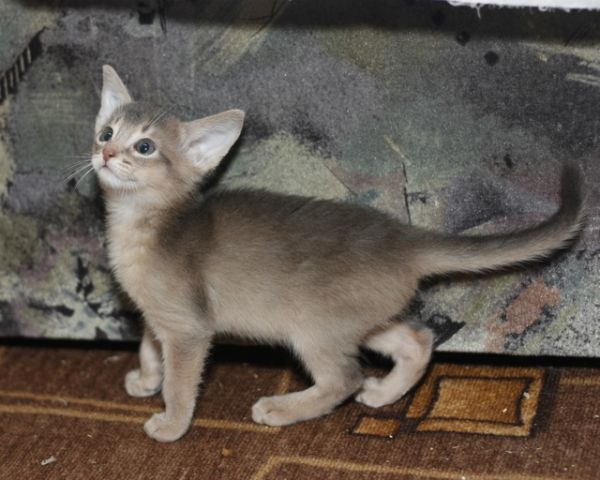 Абиссинские котята