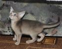 Абиссинские котята