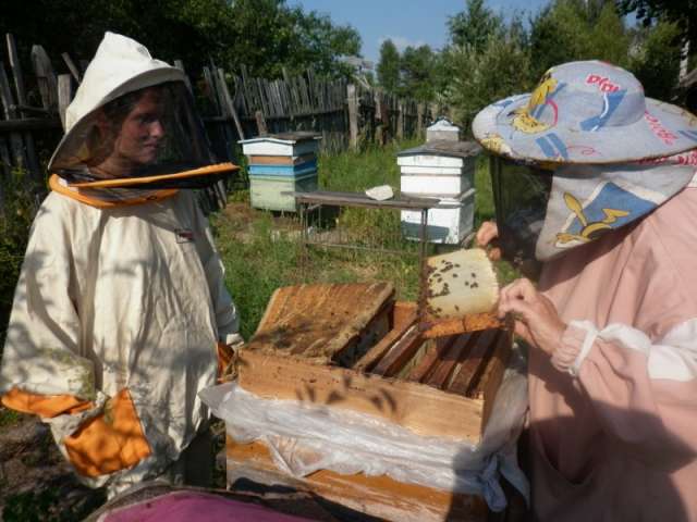 Пчёлы. Пчёлы.