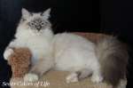 Невские маскарадные котята (Сибирский колор-поинт)