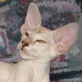 Сиамские котята Сиамские котята