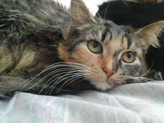 Одам кошку Одам кошку