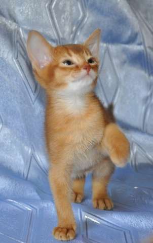 Продам Абиссинских котят Продам Абиссинских котят