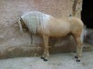 Продаются лошади андалузской породы