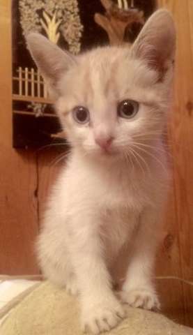 Котята! Котята!