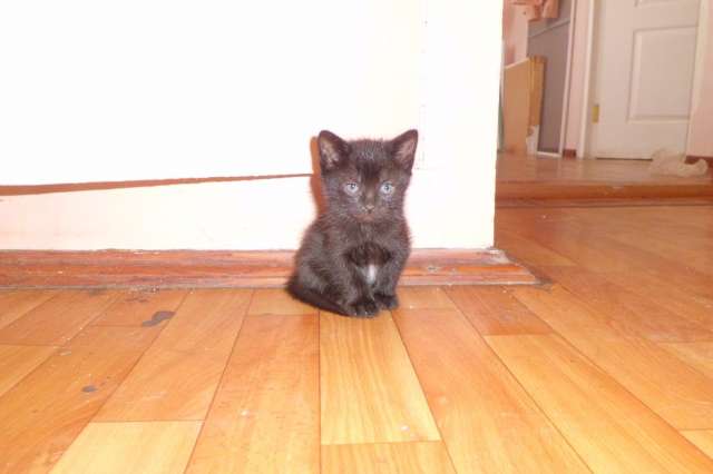 Котенка в дар Котенка в дар