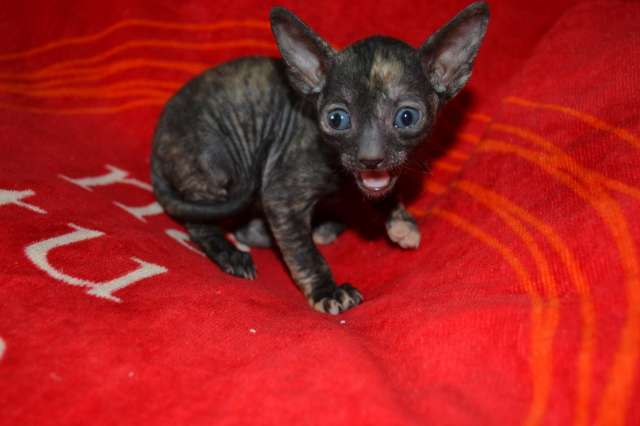 Роскошные котята Корниш рекса Роскошные котята Корниш рекса
