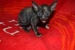 Роскошные котята Корниш рекса