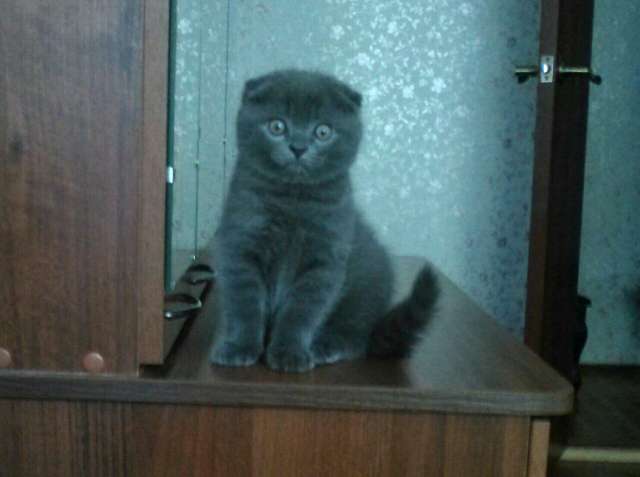Супер плюшевый фолд котик Супер плюшевый фолд котик