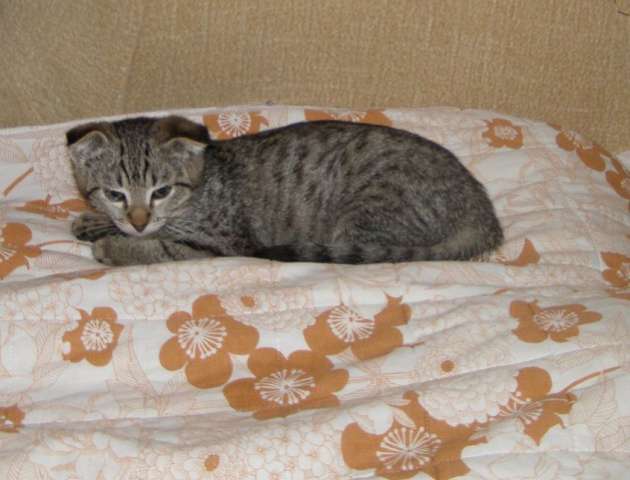 Вислоухий котенок в хорошие руки. Вислоухий котенок в хорошие руки.
