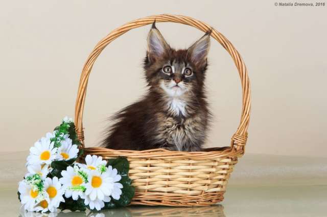 Котята Мейн кун Котята Мейн кун