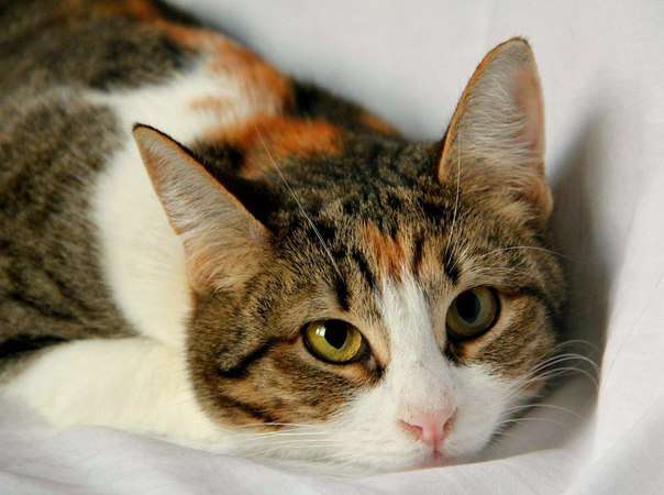 Кошечка Молли. Кошечка Молли.