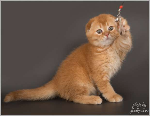 Без кота - жизнь не та! Без кота - жизнь не та!