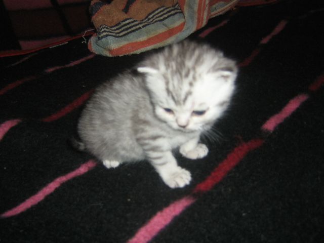 Шотланские вислоухие котята Шотланские вислоухие котята