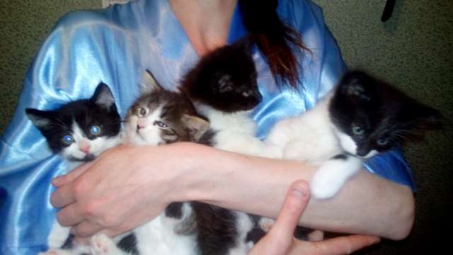 В добрые ручки мам пап милые котятки!!! В добрые ручки мам пап милые котятки!!!