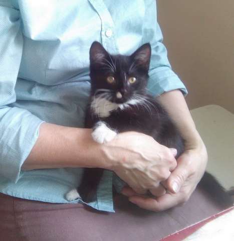Отдам черную кошечку 2 мес. Отдам черную кошечку 2 мес.