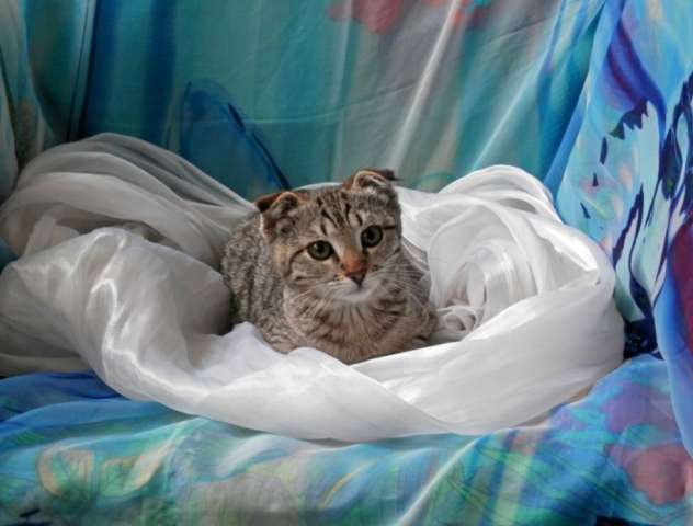 Красивая вислоухая кошечка в хорошие руки. Красивая вислоухая кошечка в хорошие руки.