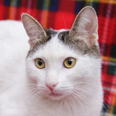 кастрированный котик 2 лет в дар кастрированный котик 2 лет в дар