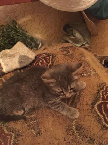 Котёнок ищет дом! Котёнок ищет дом!