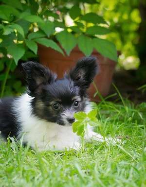 Щенки папийона продажа! papillon puppies for sale! Щенки папийона продажа! papillon puppies for sale!