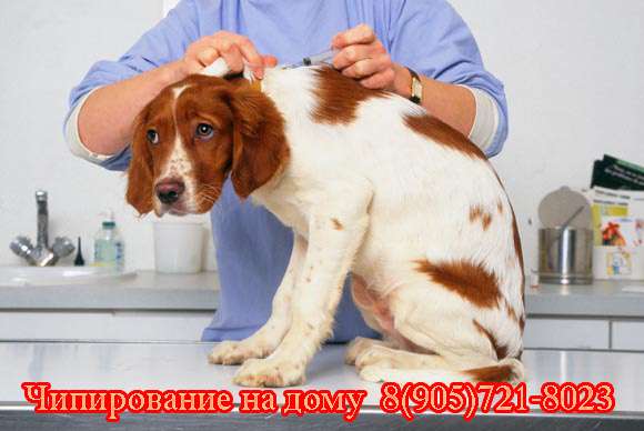 Чипирование животных на дому. Москва и область Чипирование животных на дому. Москва и область