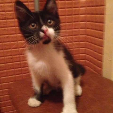 Котёнок в добрые руки, 2 месяца Котёнок в добрые руки, 2 месяца