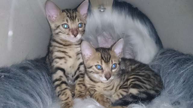 Продам бенгальских котят Продам бенгальских котят