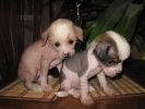 Родились щенки китайской хохлатой собачки.