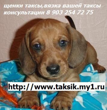 Такса.Щенки таксы Такса.Щенки таксы