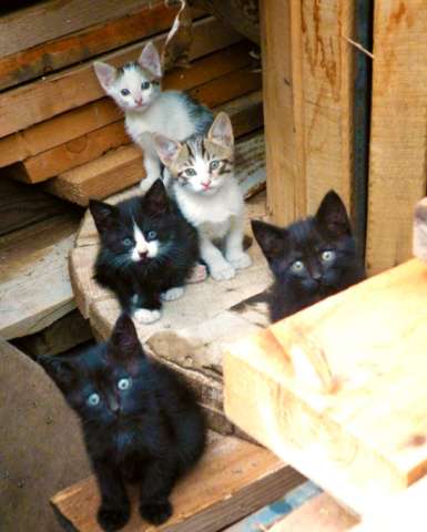 Отдам симпатичных и умненьких котят Отдам симпатичных и умненьких котят