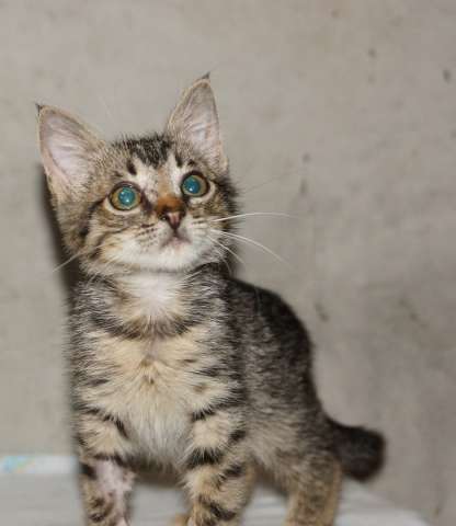 Солнечный котёнок Каха в самые любящие руки Солнечный котёнок Каха в самые любящие руки