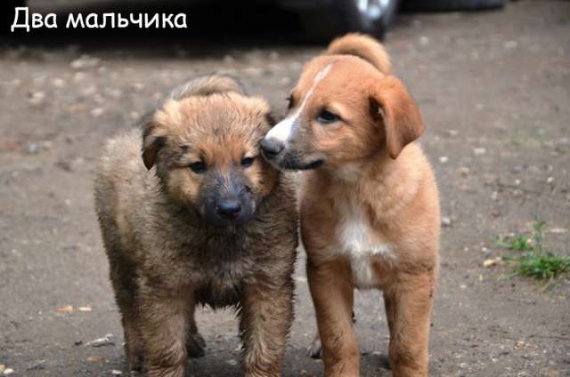 Щенки в добрые руки (в дар).