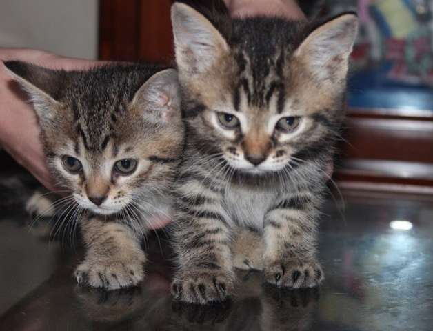 Малыши хотят на ручки Малыши хотят на ручки