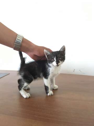 Котенок ищет семью! Возраст 1 месяц Котенок ищет семью! Возраст 1 месяц