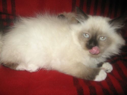Котята УНИКАЛЬНОЙ породы РЭГДОЛЛ (Тряпичная кукла) Котята УНИКАЛЬНОЙ породы РЭГДОЛЛ (Тряпичная кукла)