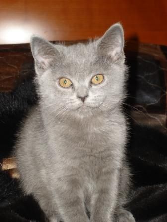 Британский котенок Британский котенок