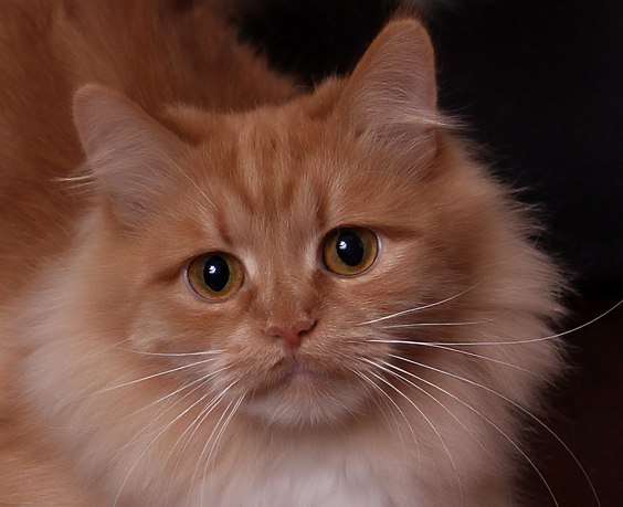 Рыжая красавица кошечка Ника Рыжая красавица кошечка Ника