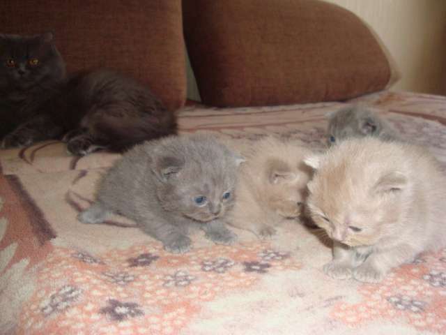 котенок в добрые руки котенок в добрые руки
